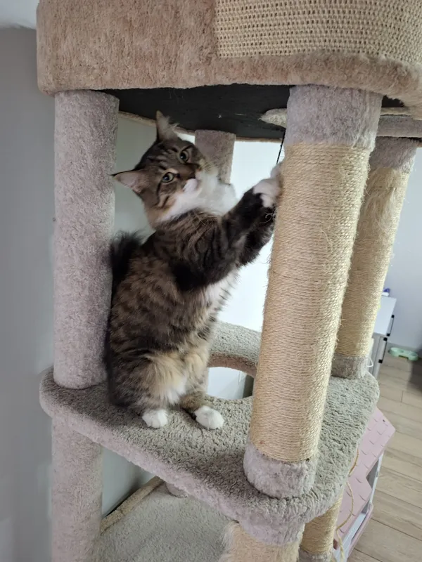 Котенок девочка кастрат 6 Котенок девочка кастрат 6