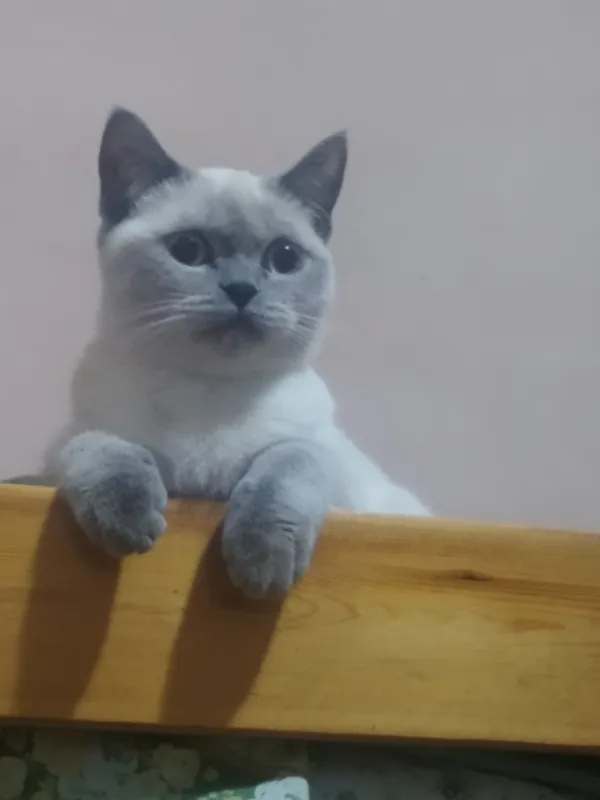 скотиш страйт шотландский 2