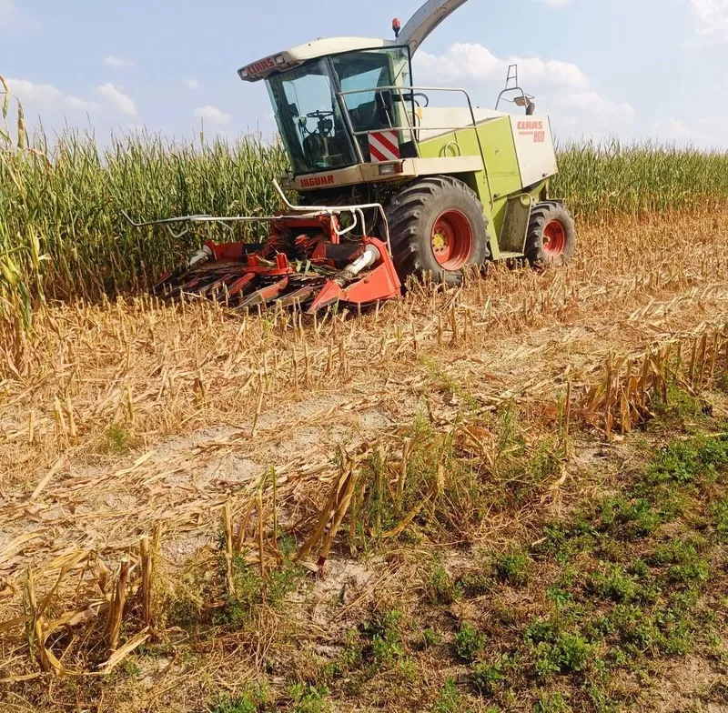 Claas Jaguar 860 Sotiladi 8 Claas Jaguar 860 Sotiladi 8