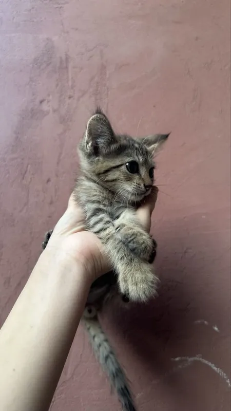 Продаются кошки 7 Продаются кошки 7