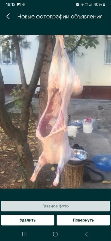 Aqiqa va marosimlar uchun qoy qochqorlar