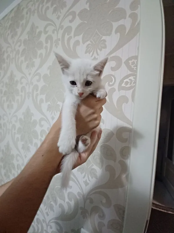 котенок в добрые руки