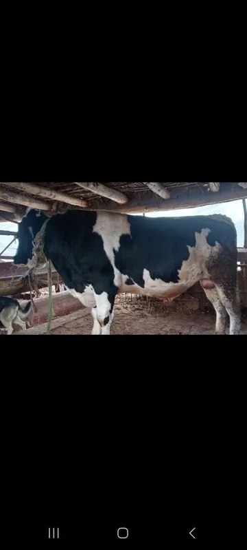Buqa sotiladi 55