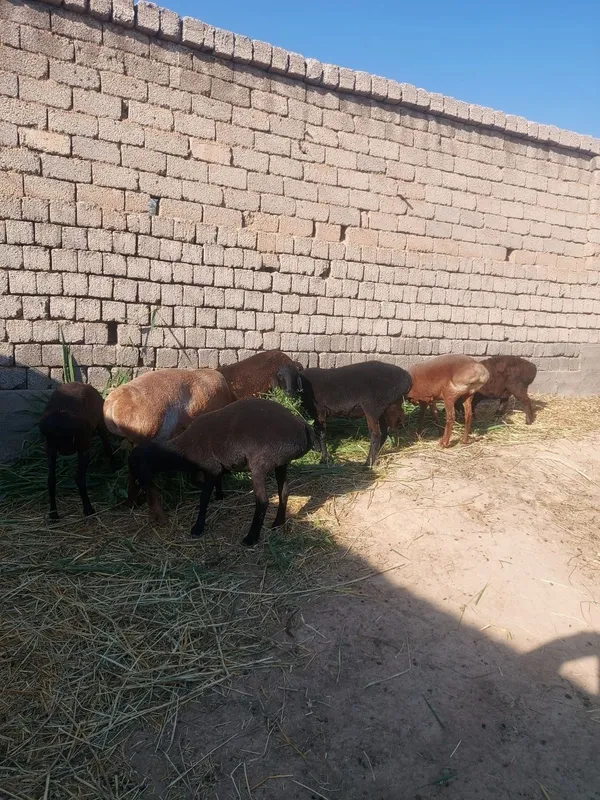 Qochqor, qoyla sotiladi yahshi boqilgan 1
