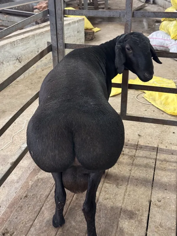 89Kg 85 000 mingdan