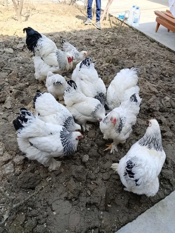 Brama tuxum sotiladi