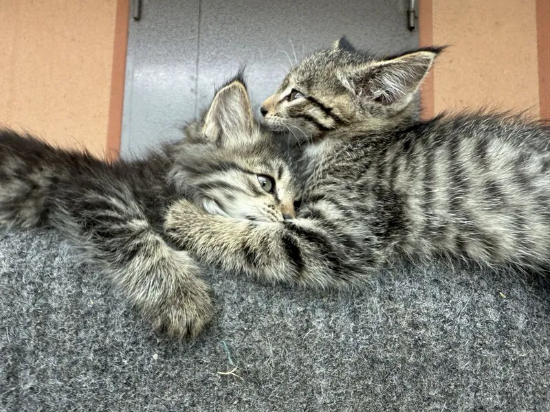Котятки, по 2 месяца. 3 мальчика одна девочка.