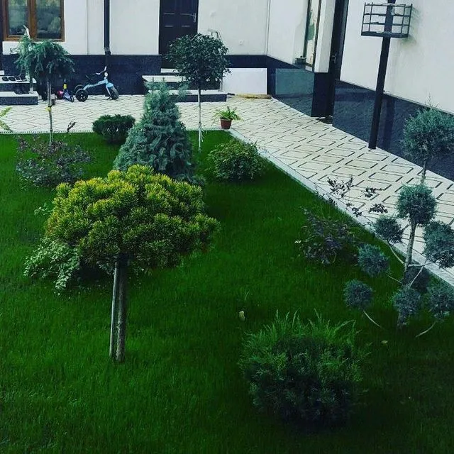 Gazon ekish xizmati