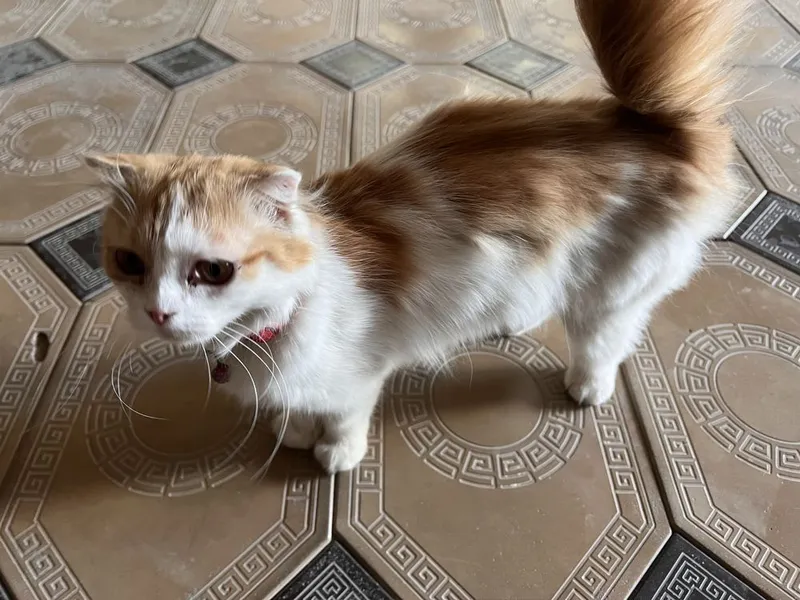 Scottish Fold Longhair — фото 2