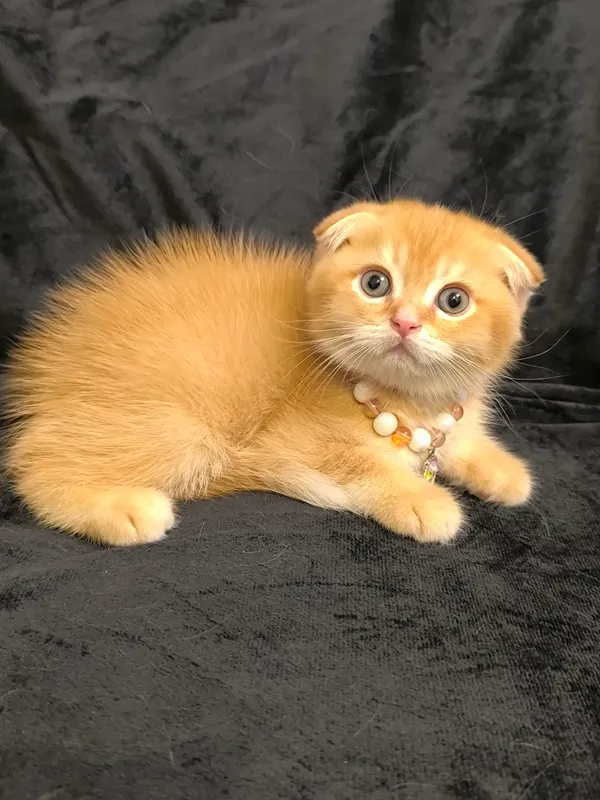скоттиш фолд