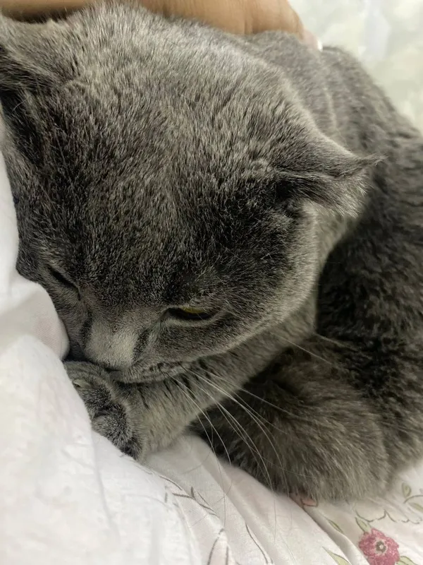 Хочу продать моего кота. 3 Хочу продать моего кота. 3