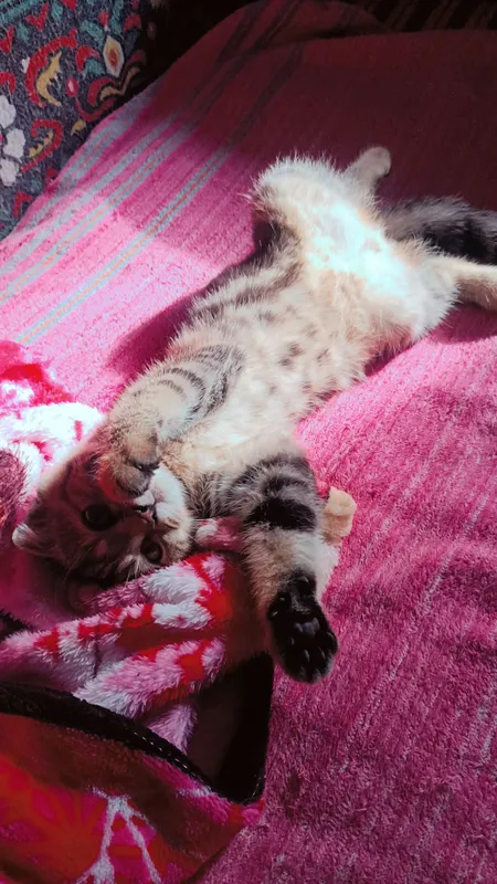 котик продаётся шатланский 4