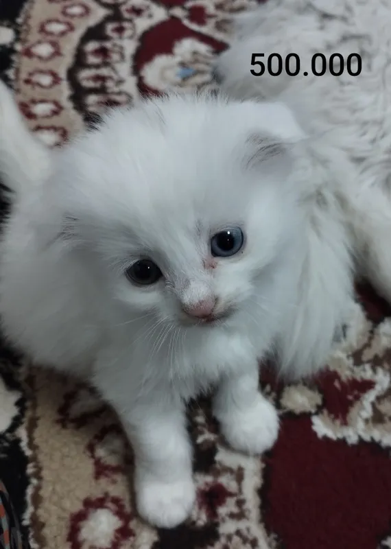 Oq mushukchalar, zoti Khao manee. Har xil narxlarda. 1 oylik
