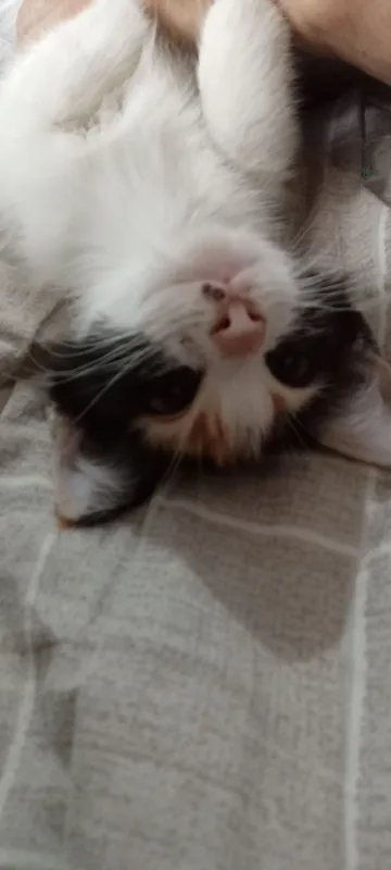 кошка 3 кошка 3