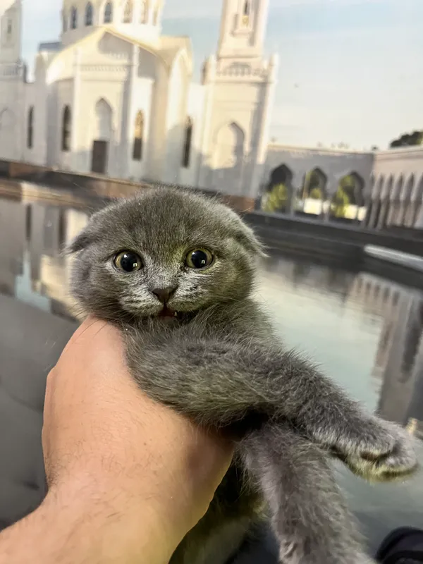 Scottish fold mushukchalari — фото 4