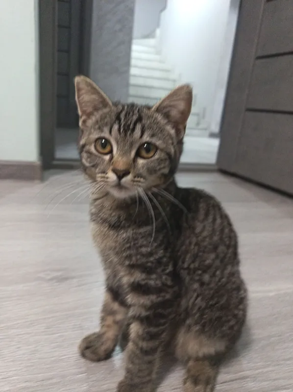 Кошку отдают бесплатно. Кошка очень умная. 3