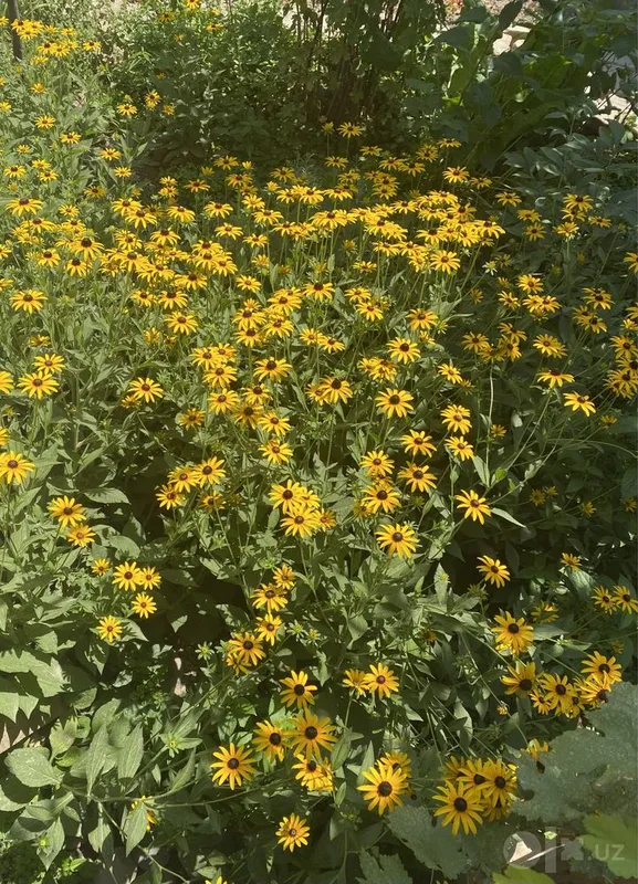 Ko‘p yillik rudbekiya 1 Ko‘p yillik rudbekiya 1