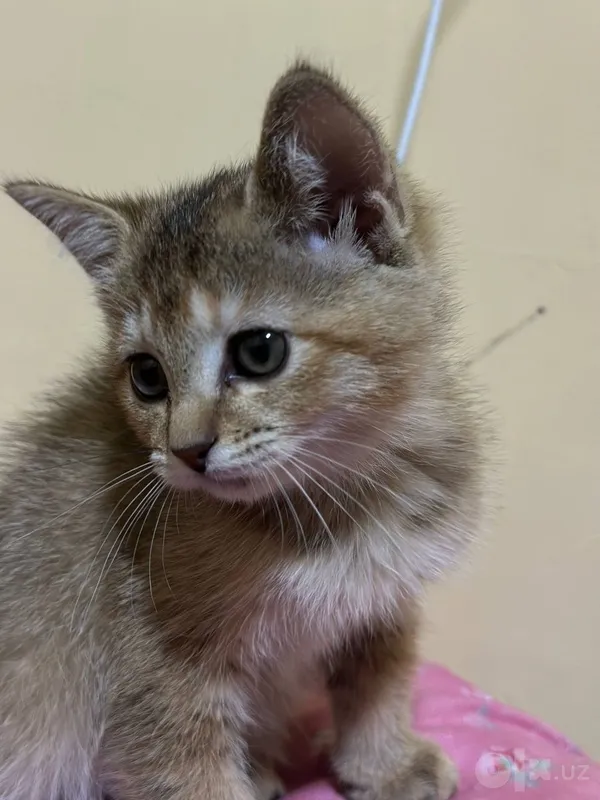 Shinchilla mushukchasi sotiladi 1 Shinchilla mushukchasi sotiladi 1