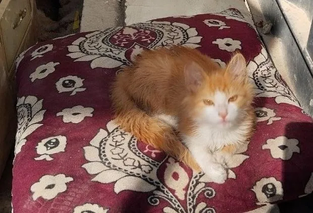 котенок турецкого вана, 3 мес, ищем до 2