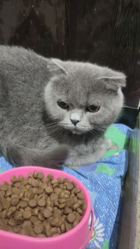 Британская кошка 2 Британская кошка 2