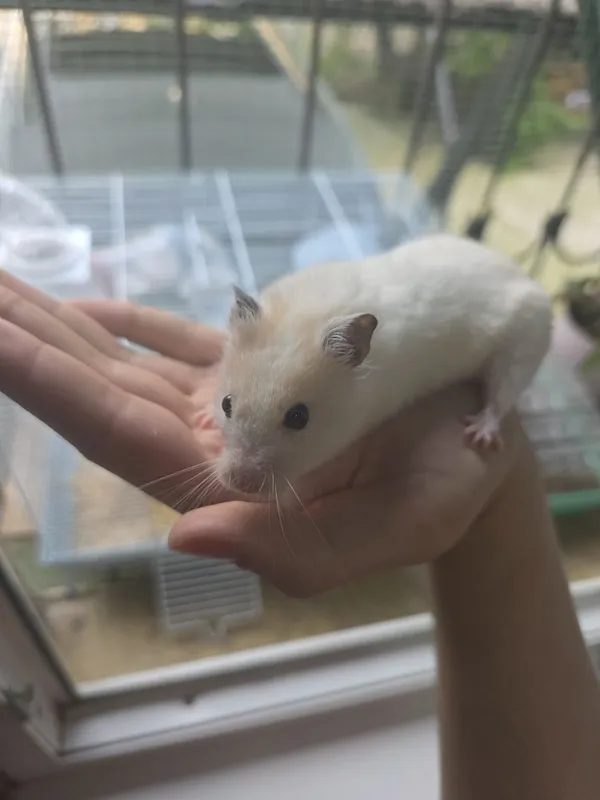 Хомяк домашний с клеткой