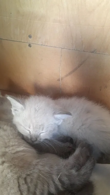 Продаются котята. 6 Продаются котята. 6