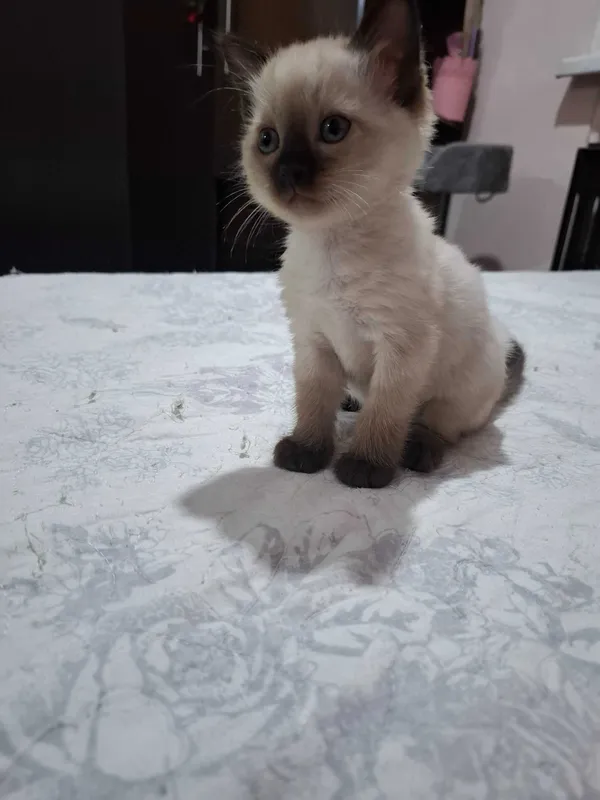 Сиамские котята продаются — фото 4