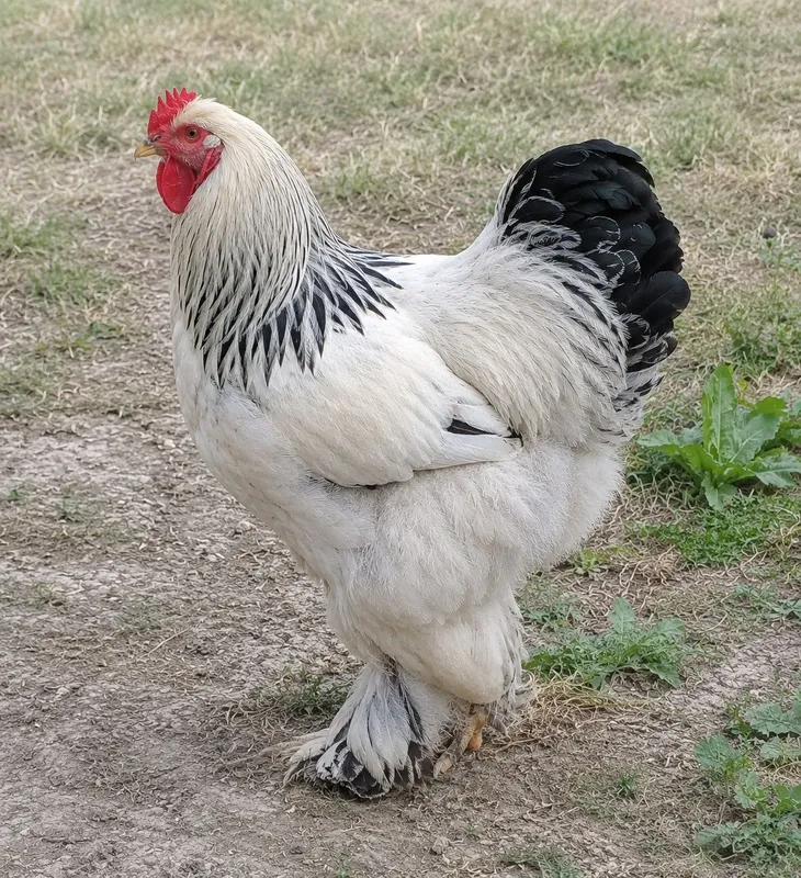 Oq brama sotiladi