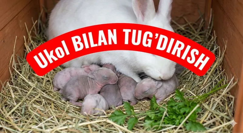 Hikol quyonlari sotiladi 5