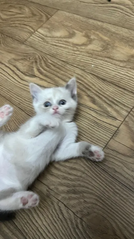 Продаются котята скоттиш страйт 4