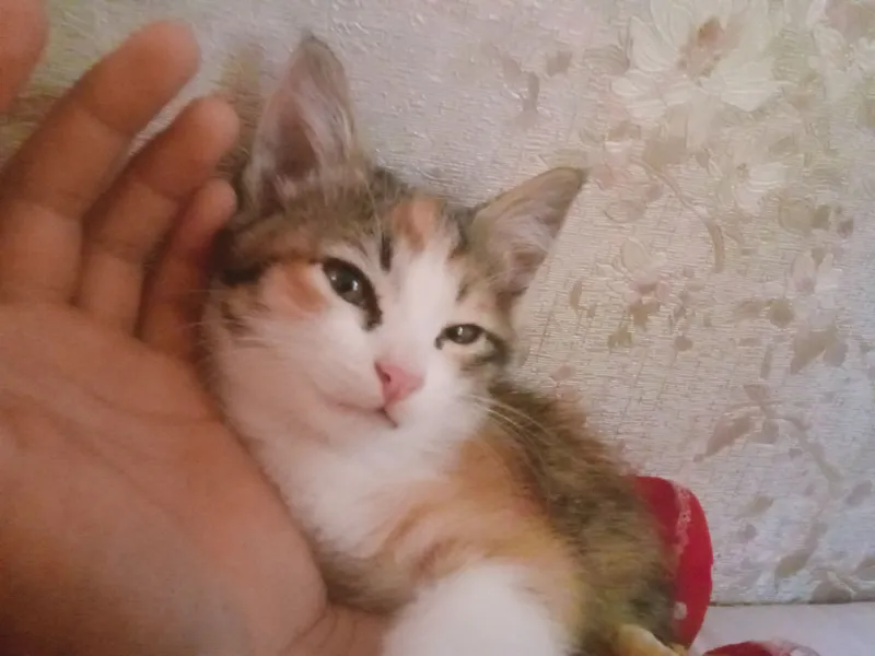 hadya qilinadi 5 hadya qilinadi 5