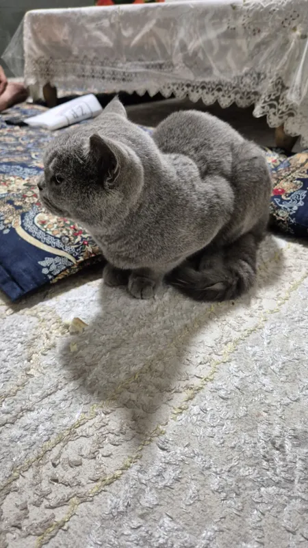 Кот два с половиной года — фото 2