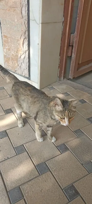 Uy mushugi kimga kerak boʻlsa boqadigan odamga tekinga berib yuboraman 1 Uy mushugi kimga kerak boʻlsa boqadigan odamga tekinga berib yuboraman 1