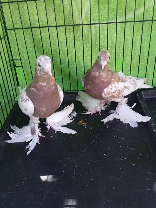 Продаются голуби — фото 1