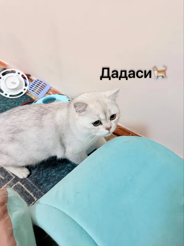Продаётся породистый котёнок 2