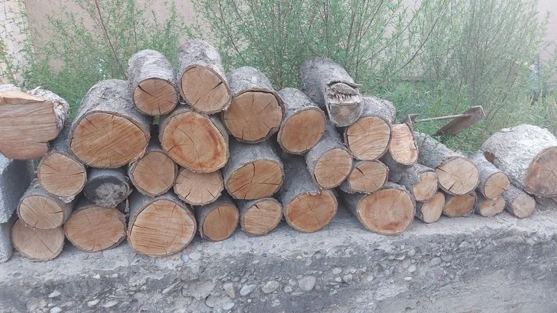 Mevali daraxtlar o'tin 2 Mevali daraxtlar o'tin 2