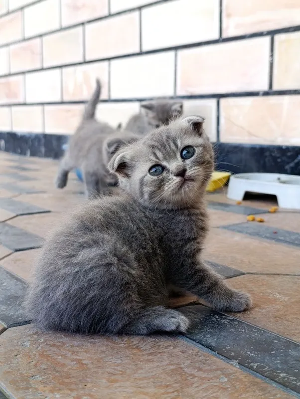 Mushukchalar sotiladi, Scottish Strayt va Scottish fold 3 Mushukchalar sotiladi, Scottish Strayt va Scottish fold 3