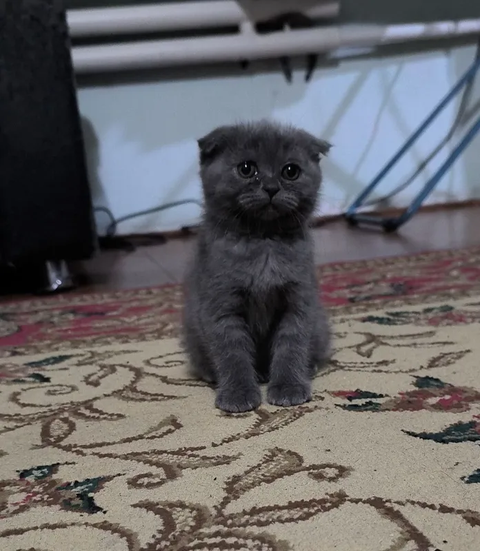 Котята чистой породы 2