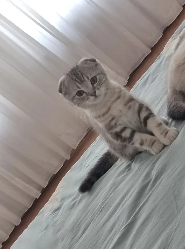 Срочно продаются котята Скоттиш Фолд 8