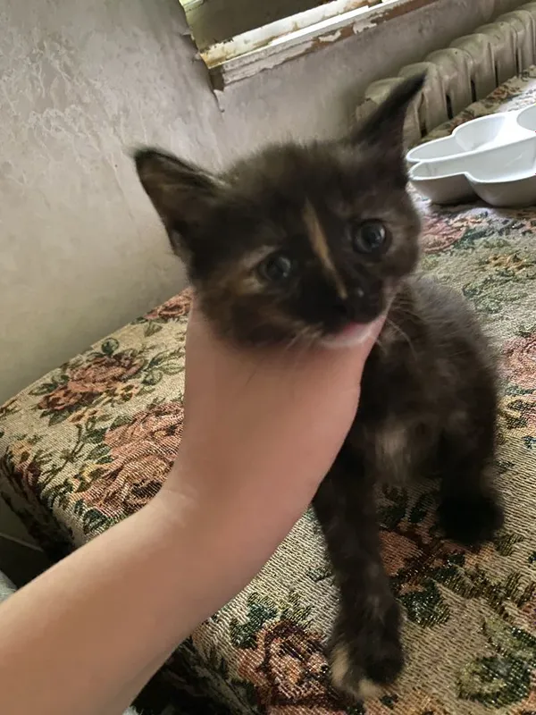 Пристраиваются котята 2 месяца — фото 4