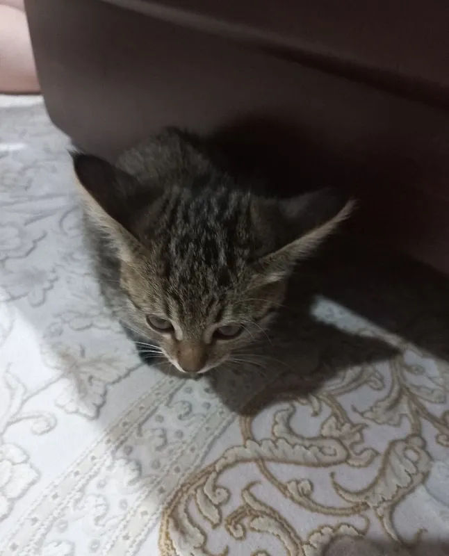Котята отдаются в дар 2
