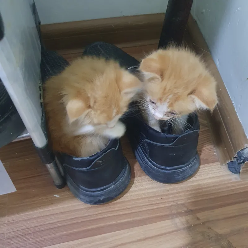 Котята пушистые 2 Котята пушистые 2