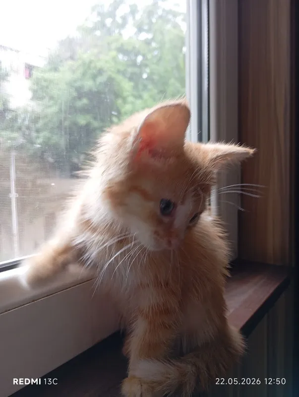Пристраивается котенок, мальчик 4 Пристраивается котенок, мальчик 4