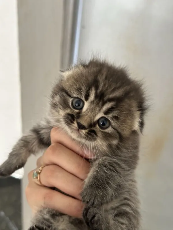 Продаются котятки — фото 1