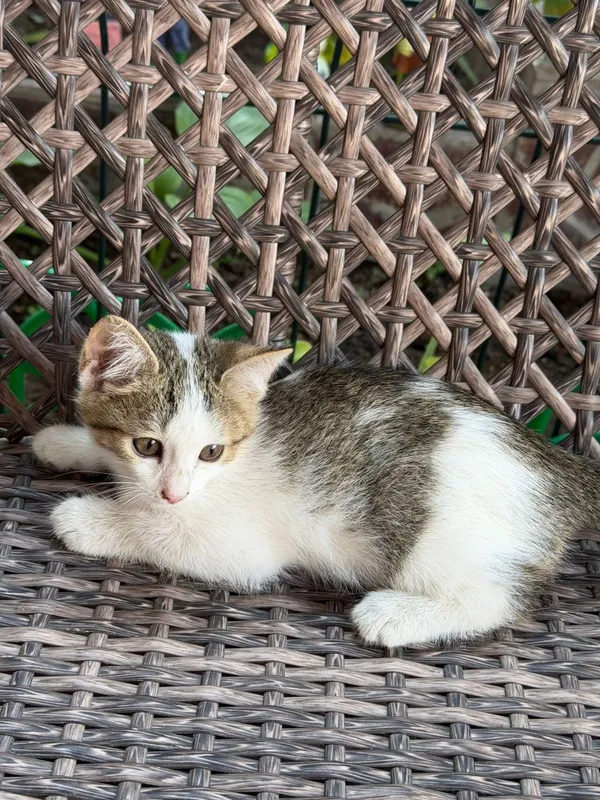 Отдам в добрые руки котят 2