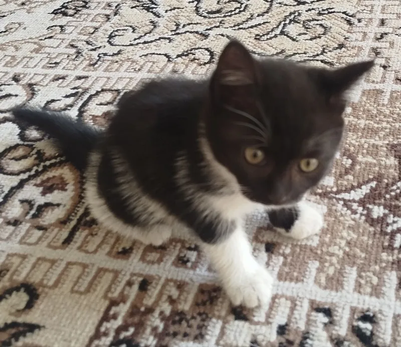 котёнок сотилади
