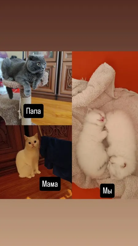 Продам котят скотиш фолд, шиншилла — фото 1
