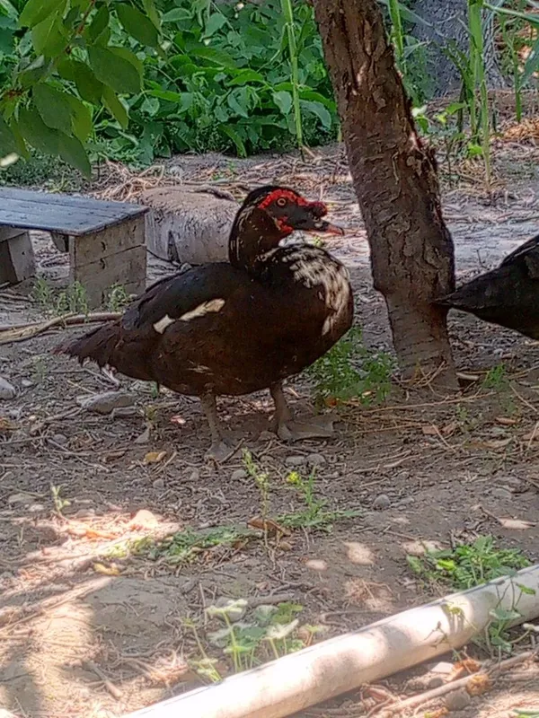 Indoutka erkak oʻrdak sotiladi ! 3 Indoutka erkak oʻrdak sotiladi ! 3