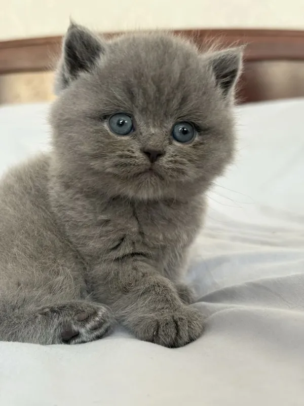 Скоттиш фолд , Скоттиш страйт 1 Скоттиш фолд , Скоттиш страйт 1
