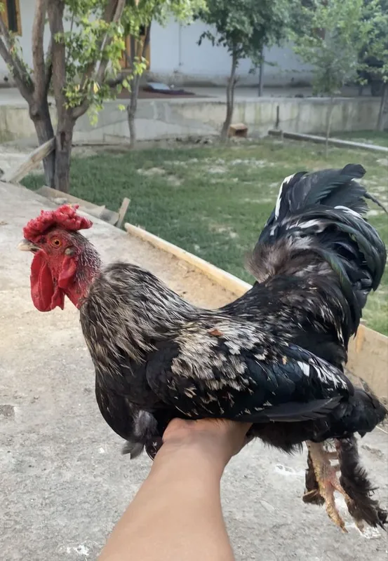 Brama xoroz 2 yoshar
